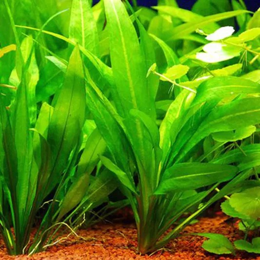 Color Spectrum: Adding Vibrant Hues to Your Aquarium with Freshwater Plants